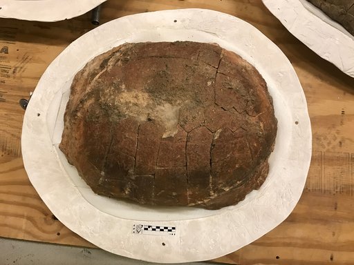 Stylemys nebrascensis Leidy, 1851