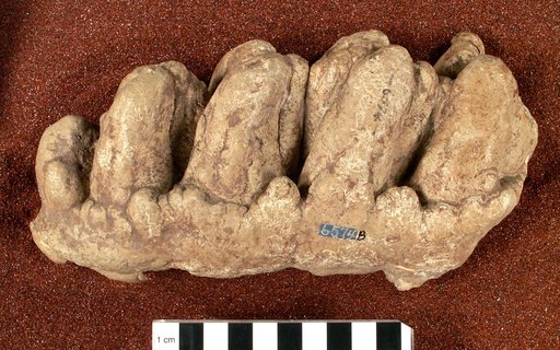 Serridentinus sp