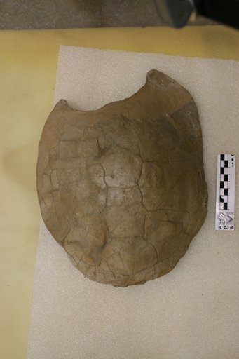 Echmatemys wyomingensis (Leidy, 1869)