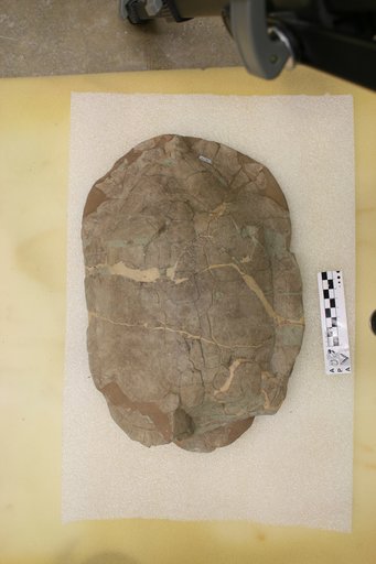 Echmatemys wyomingensis (Leidy, 1869)