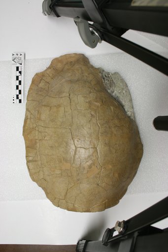 Echmatemys wyomingensis (Leidy, 1869)