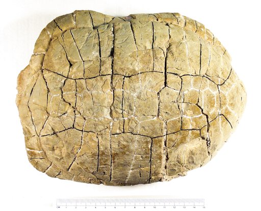 Emys hemispherica Leidy, 1851