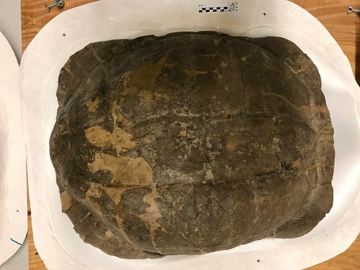 Hadrianus corsoni (Leidy, 1871)