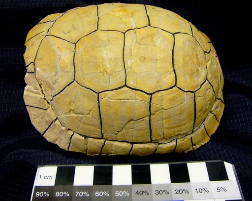 Stylemys nebrascensis Leidy, 1851