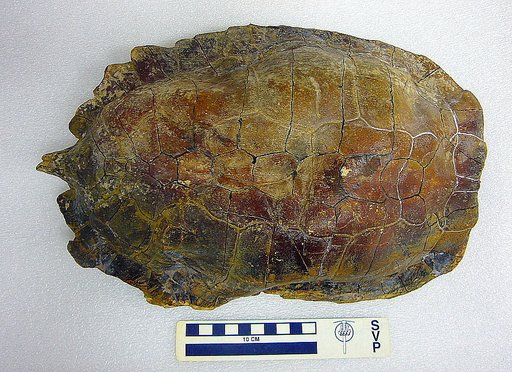 Pseudemys idahoensis Gilmore, 1933