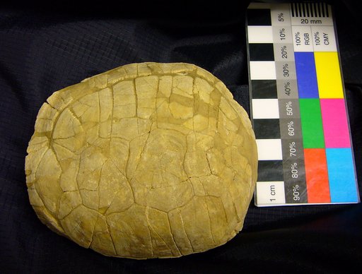 Stylemys nebrascensis Leidy, 1851