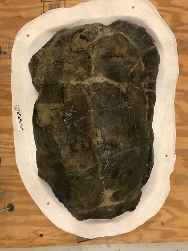 Hadrianus octonarius Cope, 1872
