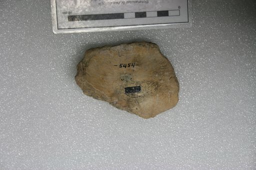 Testudo klettiana Cope, 1875