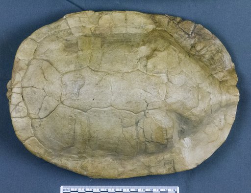 Echmatemys wyomingensis (Leidy, 1869)