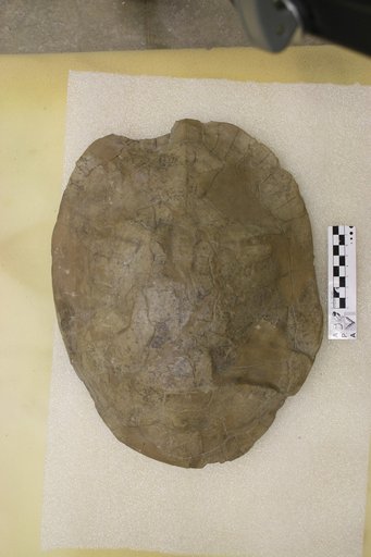 Echmatemys wyomingensis (Leidy, 1869)