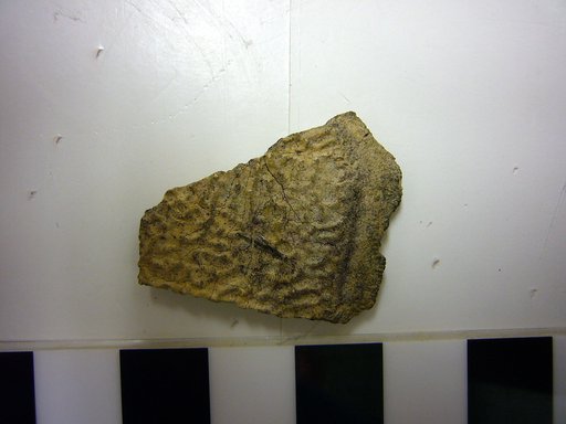 Anosteira trionychoides Cope, 1872