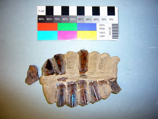 Plastomenus torrejonensis Gilmore, 1919