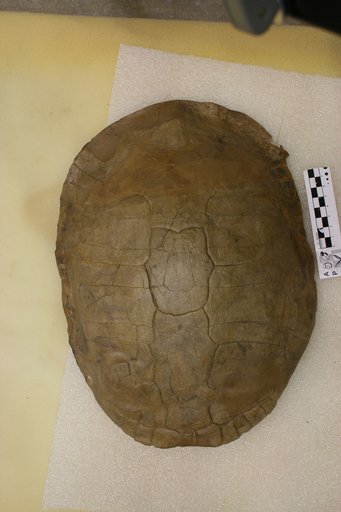 Echmatemys wyomingensis (Leidy, 1869)