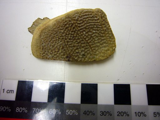 Gilmoremys lancensis (Gilmore, 1916)
