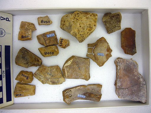 Pseudemys caelata Hay, 1908