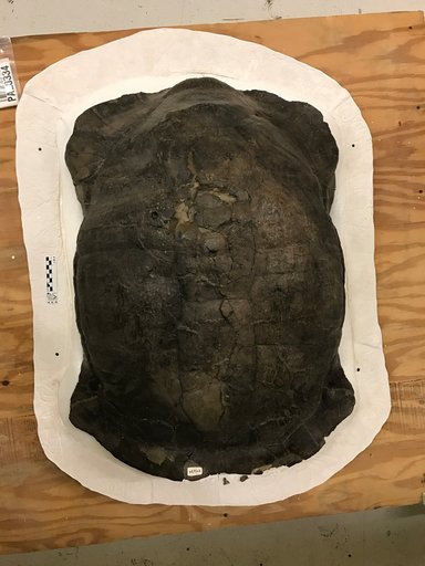 Hadrianus corsoni (Leidy, 1871)