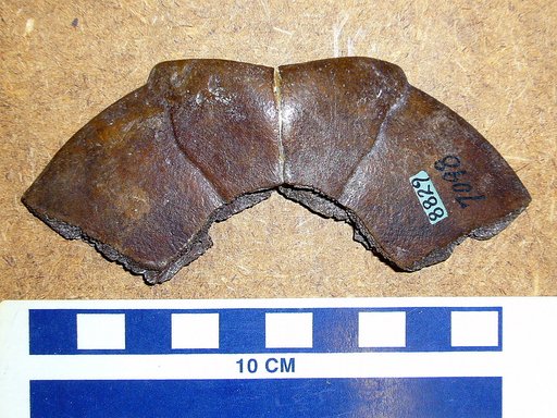 Pseudemys floridana persimilis Hay, 1916