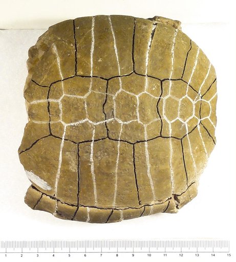 Stylemys nebrascensis Leidy, 1851