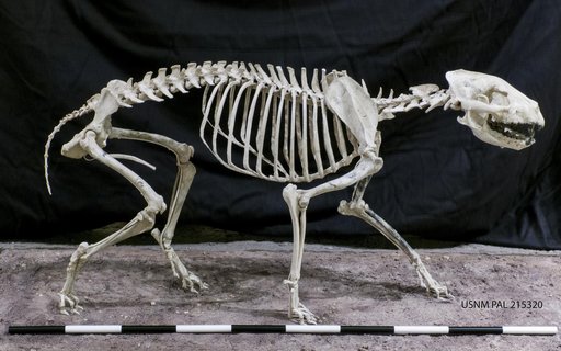 Aelurodon stirtoni