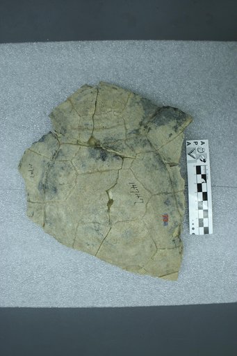 Stylemys niobrarensis Leidy, 1858