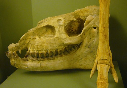 Megahippus mckennai Voorhies