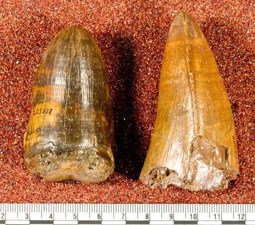 Purussaurus sp