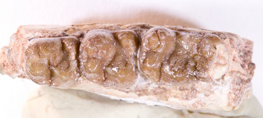 Plesiadapis cookei Jepsen