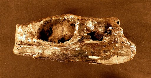 Metriorhynchus sp