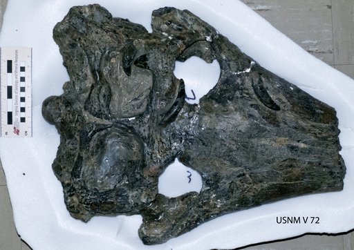 Thoracosaurus neocesariensis (De Kay, 1842)
