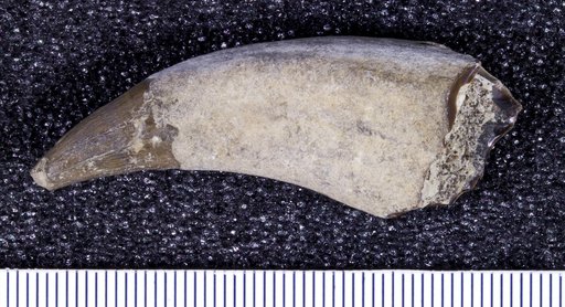 Genus sp