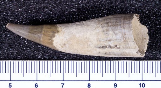 Genus sp