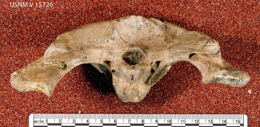 Eosuchus minor (Marsh, 1870)