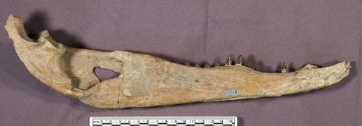 Crocodilus sp
