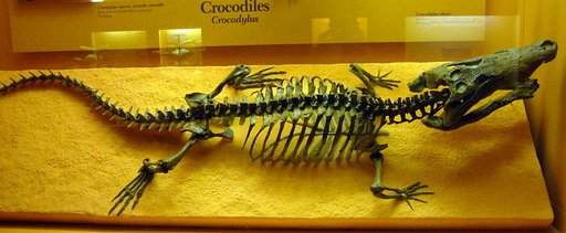 Crocodilus cf. clavis Cope, 1871