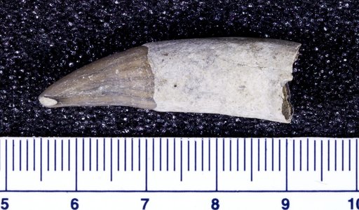 Genus sp