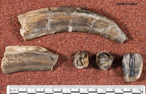 Astrapotherium magnum (Owen)