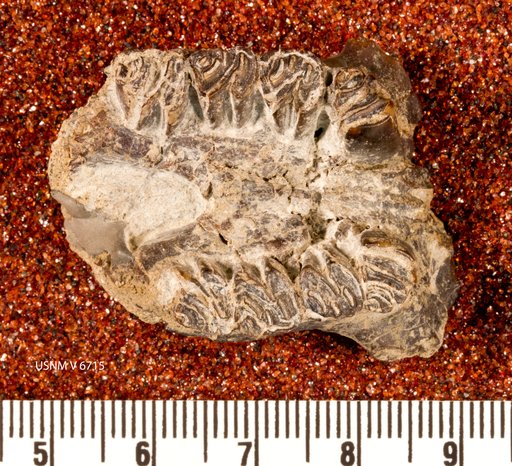 Neoreomys australis Ameghino