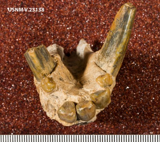 Genus undet. sp sp. undet.