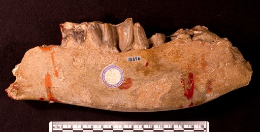 Astrapotherium sp