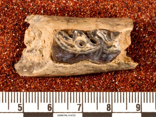 Genus undet. sp sp. undet.