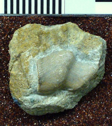 Chitonodus springeri St.John & Worthen