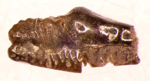 Orodus turgidus St.John & Worthen