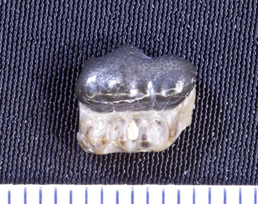 Orodus variocostatus St.John & Worthen