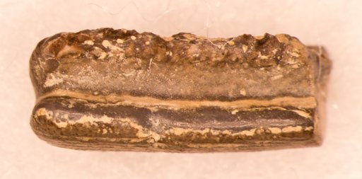 Chomatodus inconstans St.John & Worthen