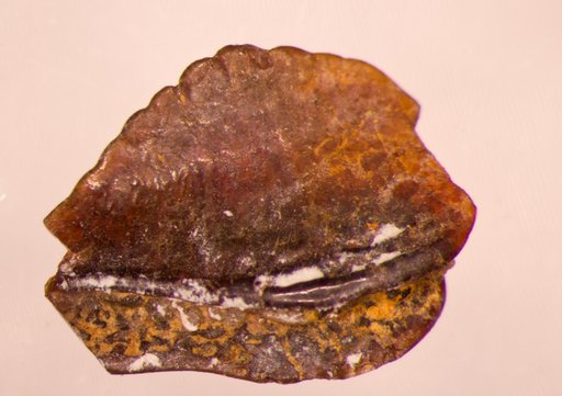 Ctenoptychius pertenuis St.John & Worthen