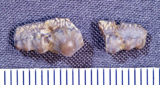 Orodus decussatus St.John & Worthen