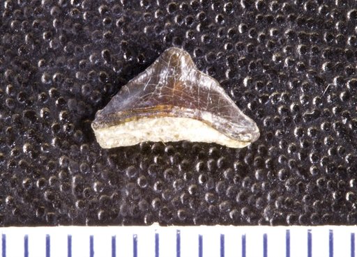Venustodus tenuicristatus St.John & Worthen