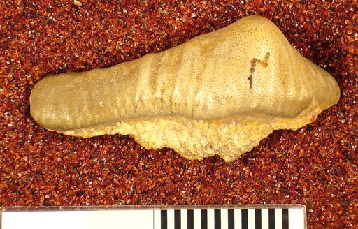 Orodus major St.John & Worthen