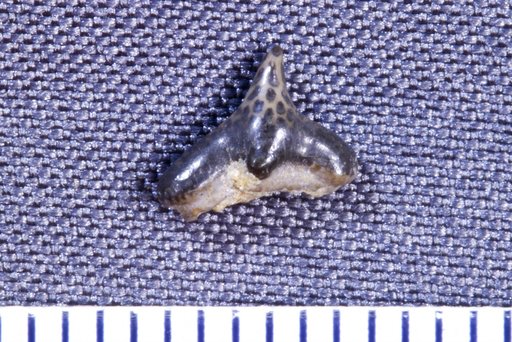 Leiodus calcaratus St.John & Worthen