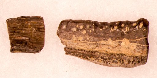 Chomatodus inconstans St.John & Worthen